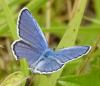 Plebejus sp.